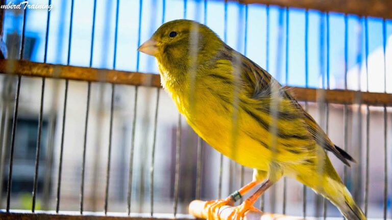 La Pasión Ornitológica en Valladolid